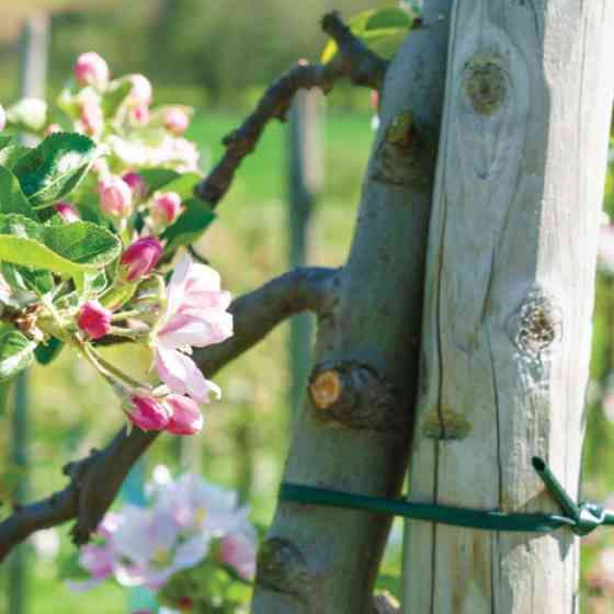 Шланг для кріплення рослин 5мм х 100м, TYW50X100 Київ