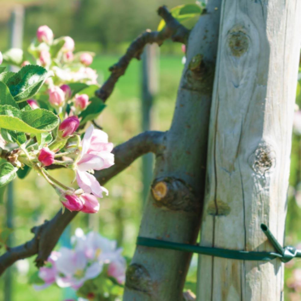 Шланг для крепления растений 5мм х 100м, TYW50X100 Киев - изображение 2