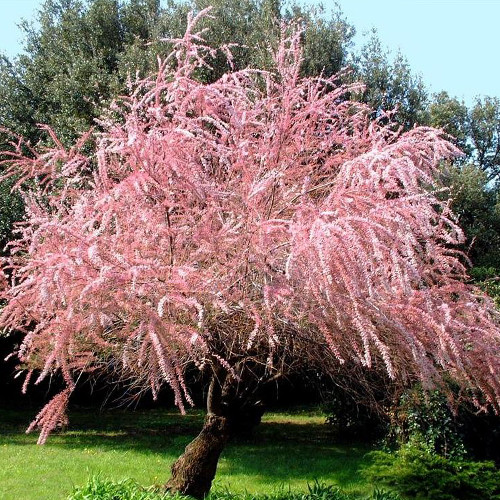 Саджанці тамариксу Гальський (черенкований) - 2-річний Чернівці - фото 1