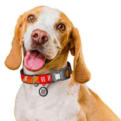 Ошейник для животных WAUDOG Nylon из QR паспорто "Флеш Лого", светоотражающий XL (283-1083) Винница