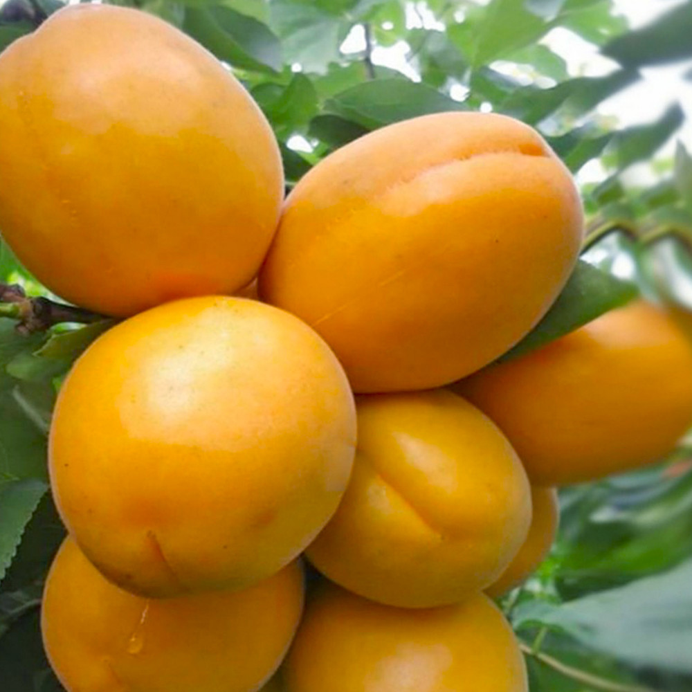 Саджанці абрикоса Голд Річ (привитий) - 1-річний Чернівці - фото 1