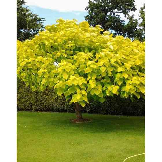 Саджанці катальпи Жовта - 2-річний Чернівці