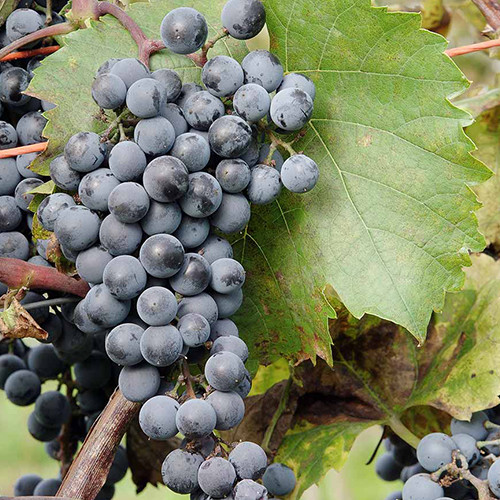 Cаджанці винограду Де Шонак (черенкований) - 1-річний Чернівці - фото 1