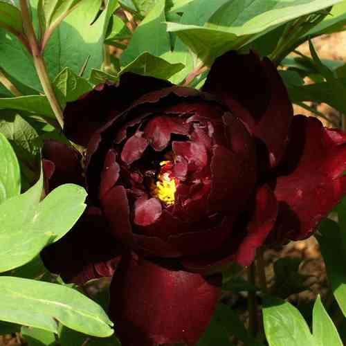 Саджанці піона деревоподібного Чорний Принц (сіянець) - 2-річний Чернівці