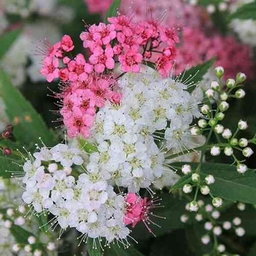 Саженцы спиреи Широбана (черенкованный) - 1-летний Черновцы