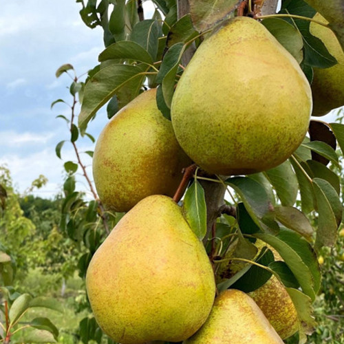 Саженцы груши Говерла (привитый) - 2-летний Черновцы - изображение 1