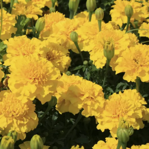 Чорнобривці Малюк розлогі лимонні 0,1гр Професійне насіння Житомир