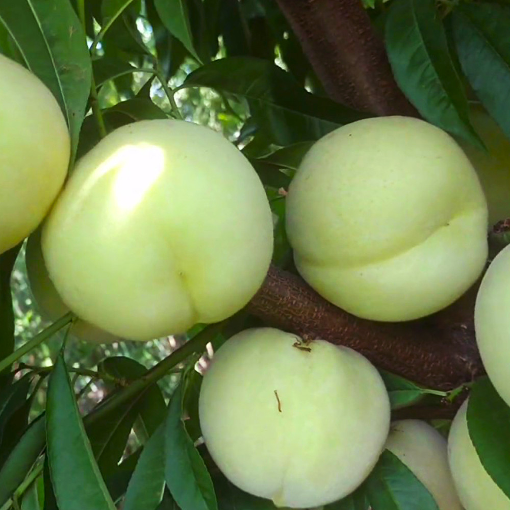 Саженцы персика Айс Пич (привитый) - 1-летний Черновцы - изображение 3