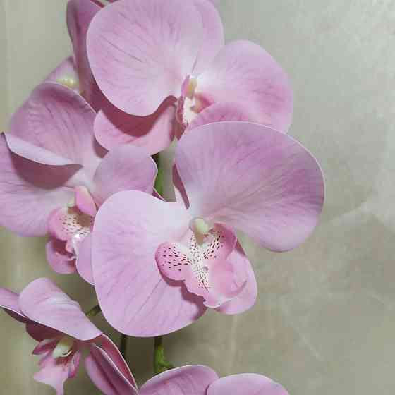 Штучна латексна орхідея VIP у сірому керамічному кашпо на одну рожеву гілку Дніпро