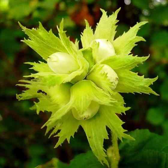 Саженцы фундука Галле - 2-летний Черновцы