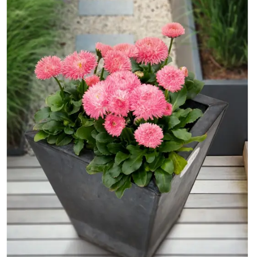 Маргаритка (стокротка) Робелла лососева 10шт Професійне насіння Житомир - фото 3