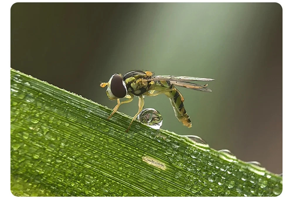 Макрооб'єктив для телефону 45-85мм професійний Kase Master Macro Plus SBR Київ - фото 6