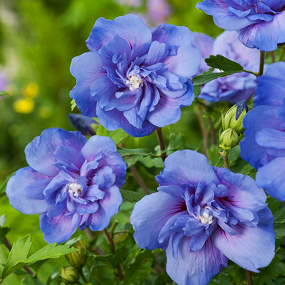 Саженцы гибискуса Голубой Шифон (черенкованный) Черновцы - изображение 1