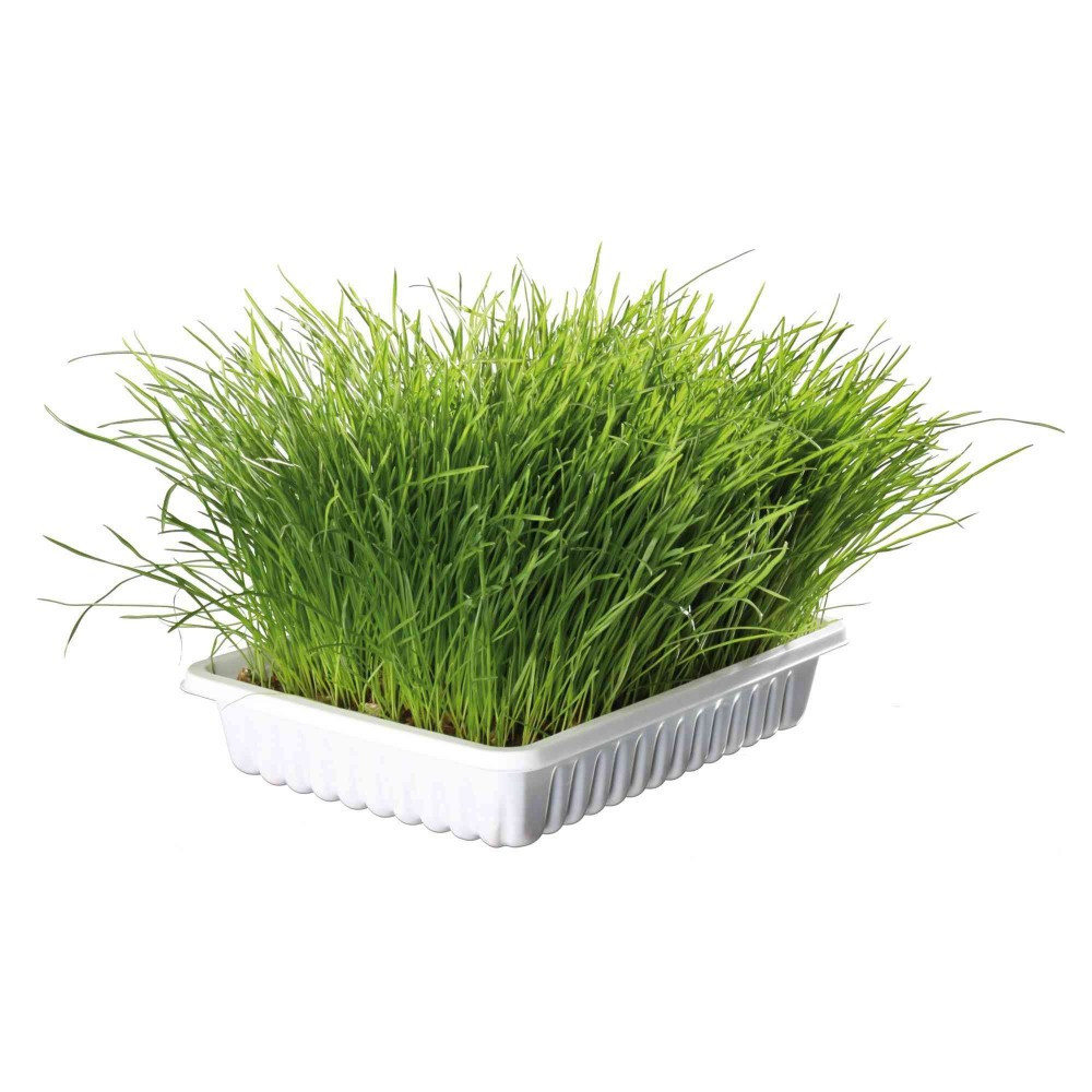 Трава Trixie Soft Grass для котів та кошенят контейнер пластик 100 г Вінниця - фото 2