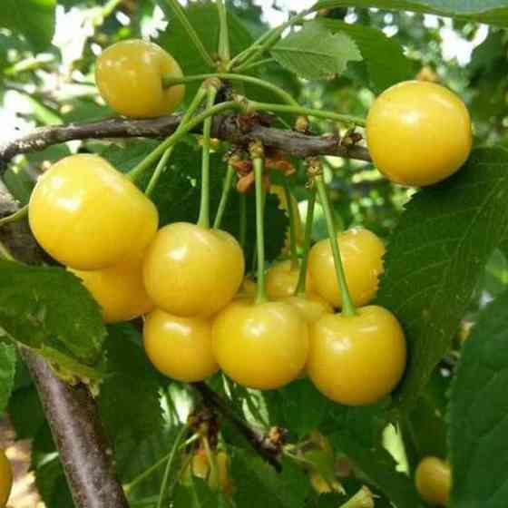 Саджанці черешні Старк Голд (привитий) - 2-річний Чернівці