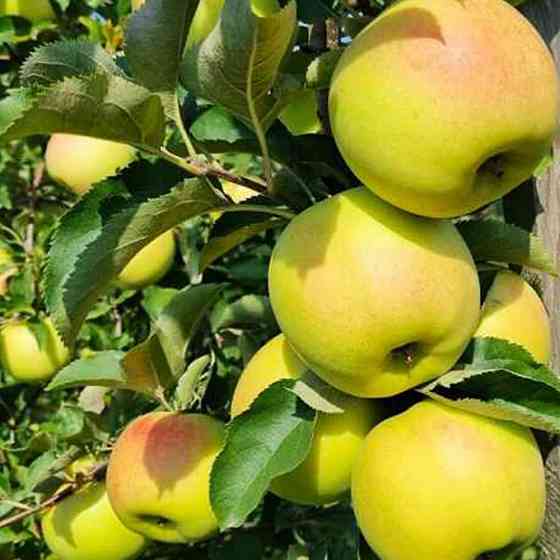 Саджанці яблуні Оріон (привитий) - 2-річний Чернівці