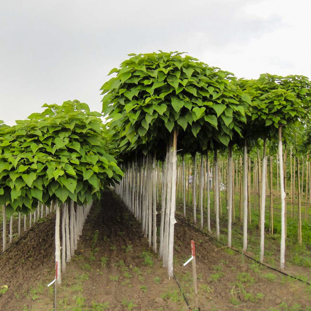 Саджанці бігнонієподібної катальпи Нана - 1-річний Чернівці - фото 3