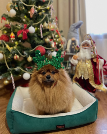 Лежак для собак і котів Happy Peppy (Хеппі Пеппі) Доллі 50х70 см Запоріжжя