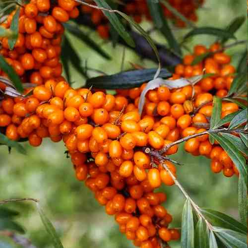 Саженцы облепихи Дора + Опылитель (черенкованный) - 2-летний Черновцы