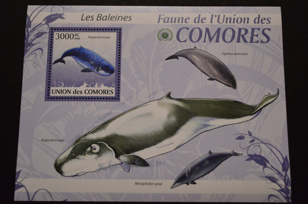 Коморские острова. Фауна. 2009год Полтава - изображение 1