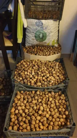 Орехи 2025. Одесса Одесса