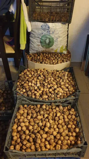 Орехи 2025. Одесса Одесса - изображение 5