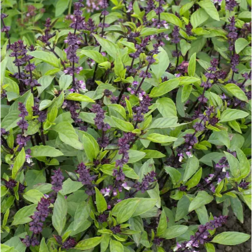 Базилік Анісовий аромат зелений 0,5гр Професійне насіння Житомир - фото 3