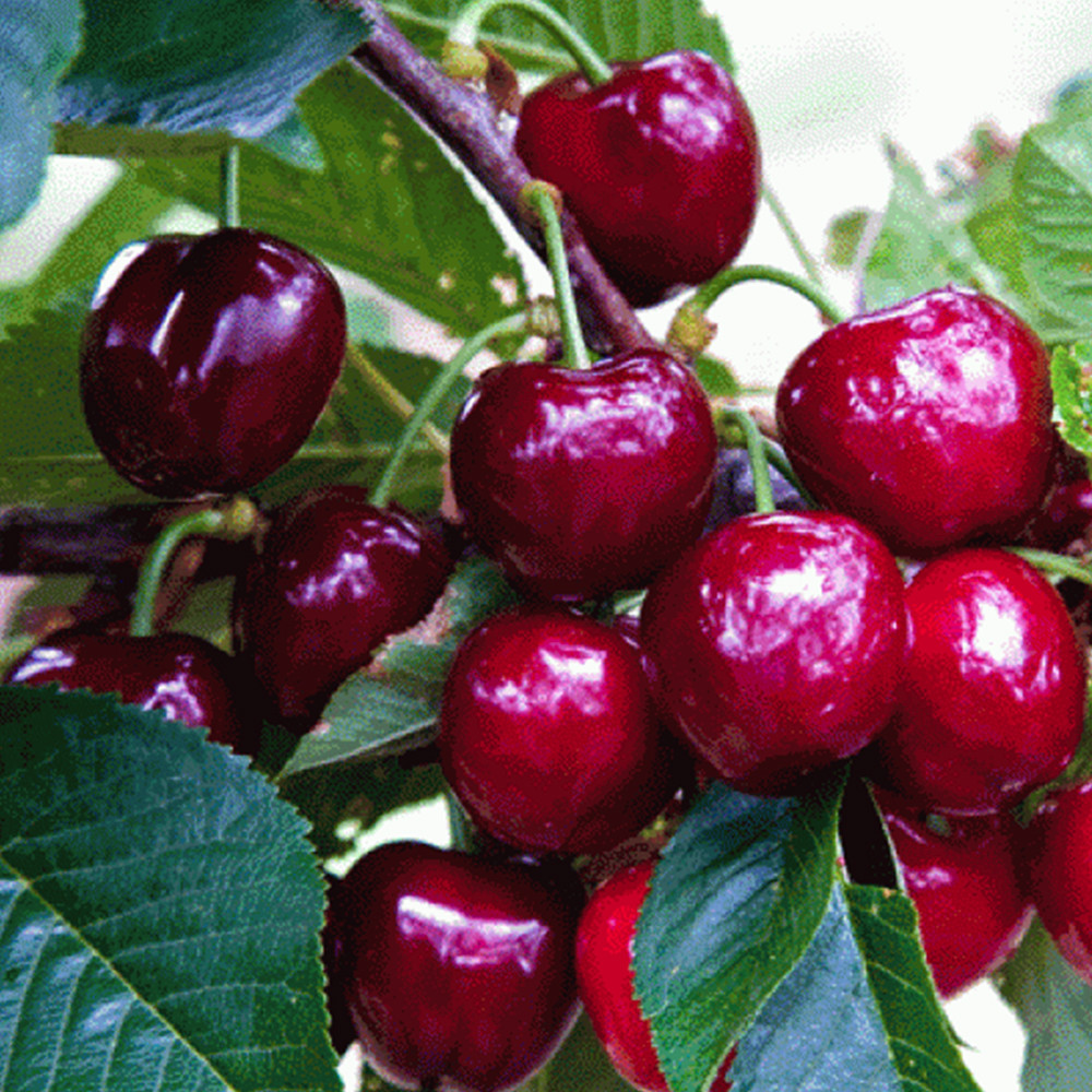 Саженцы черешни Свитхард (привита) - 2-летний Черновцы - изображение 2