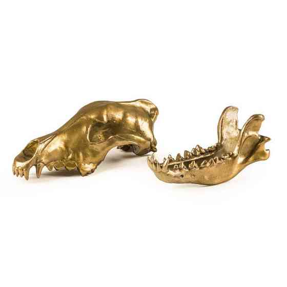 Фигура волчий череп Diesel-wolf skull (14x28х12см) Золотистый Киев