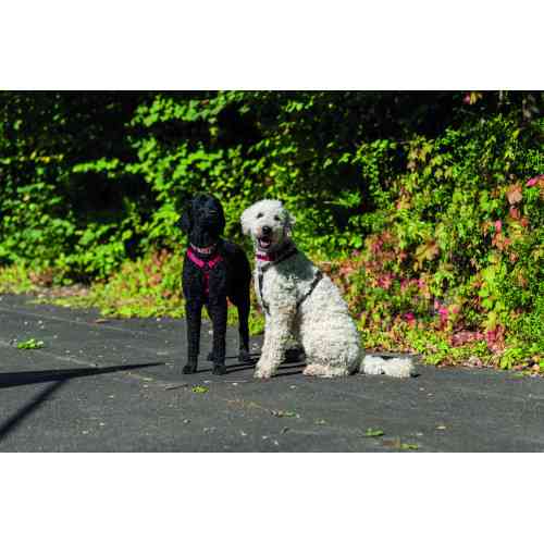 Шлей Trixie Premium для собак червоний S-M 42-60 см х 15 мм Київ