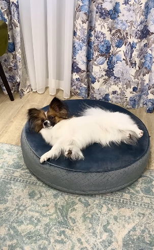 Круглий лежак для котів і собак Happy Peppy (Хеппі Пеппі) Макаронс 50 х 50 см, Сірий Запоріжжя - фото 3