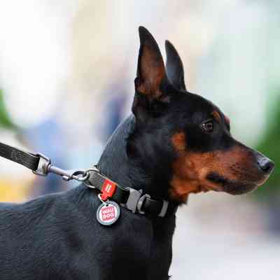 Поводок для собак WAUDOG Waterproof M Ш 20 мм Д 305 см черный (27361) Винница