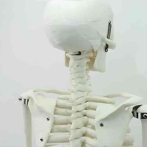 Велика модель скелета RESTEQ деталізована фігурка скелета анатомічний скелет людини 45см Київ