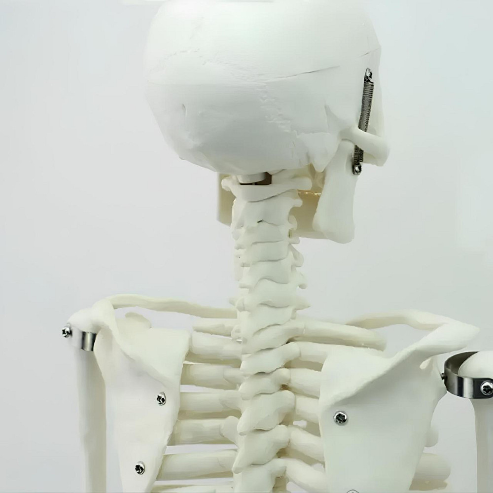 Велика модель скелета RESTEQ деталізована фігурка скелета анатомічний скелет людини 45см Київ - фото 4