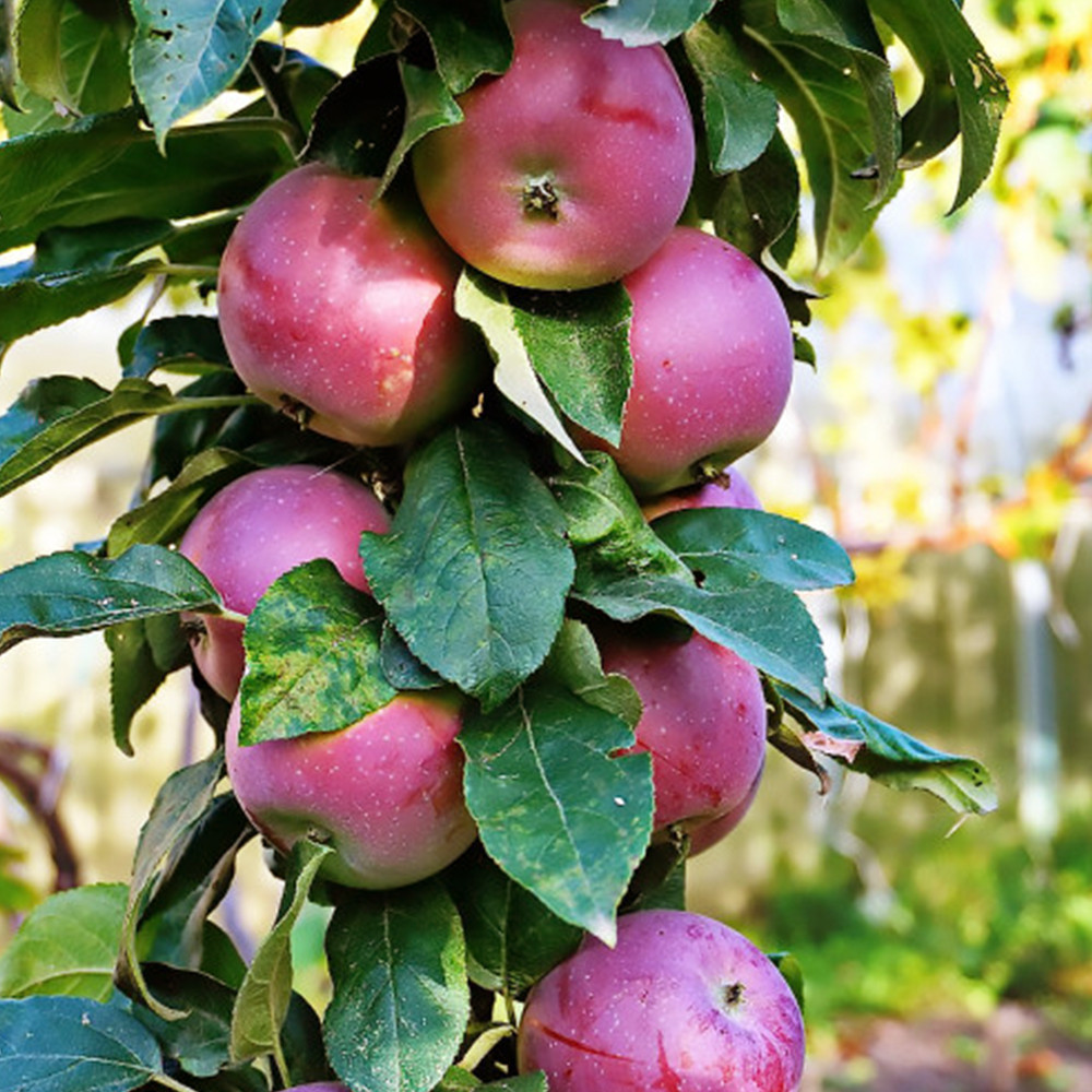 Саженцы колоновидной яблони Титания (привитый) - 1-летний Черновцы - изображение 1