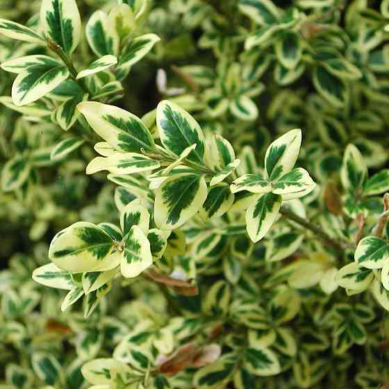 Саджанці самшита Варієгатного (черенкований) - 2-річний Чернівці