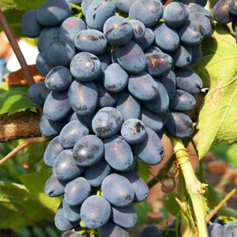 Саженцы винограда Фуршетный (черенкованный) - 2-летний Черновцы - изображение 1