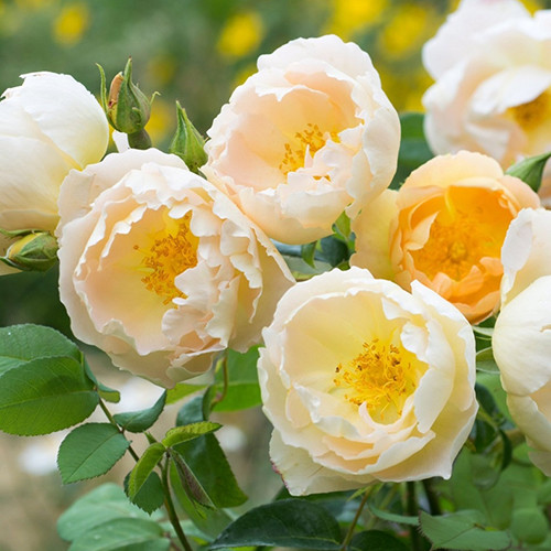 Саджанці троянд Комтес Де Шампань (привитий) - 2-річний Чернівці - фото 1