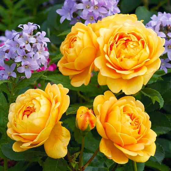 Саженцы английских пионовидных роз Голден Селебрейшн (привитый) Черновцы