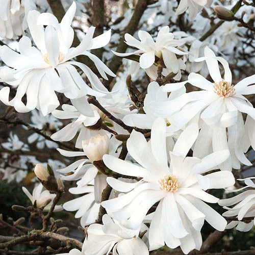 Саджанці магнолії Зірчаста (черенкований) - 2-річний Чернівці - фото 1