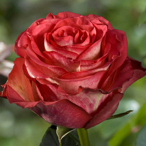 Саженцы роз Игуазу (привитый) - 2-летний Черновцы - изображение 1