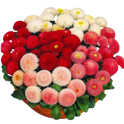 Маргаритка (стокротка) багаторічна Тассо червона 10шт Професійне насіння Житомир - фото 4