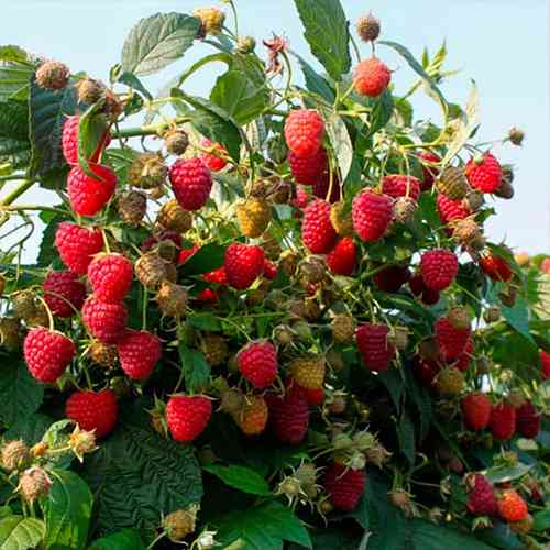 Саджанці малинового дерева Атлант (черенкований) - 1-річний Чернівці