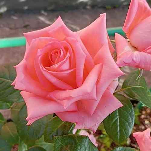 Саджанці троянд Анна Кареніна (привитий) - 2-річний Чернівці