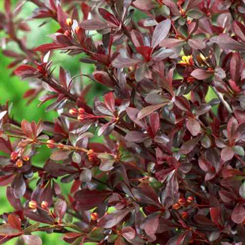 Саженцы барбариса Тунберга (черенкованный) - 2-летний Черновцы