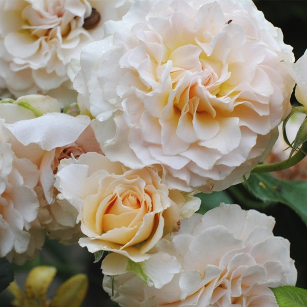 Саджанці троянд на штамбі Ескалібур (привитий) Чернівці - фото 4