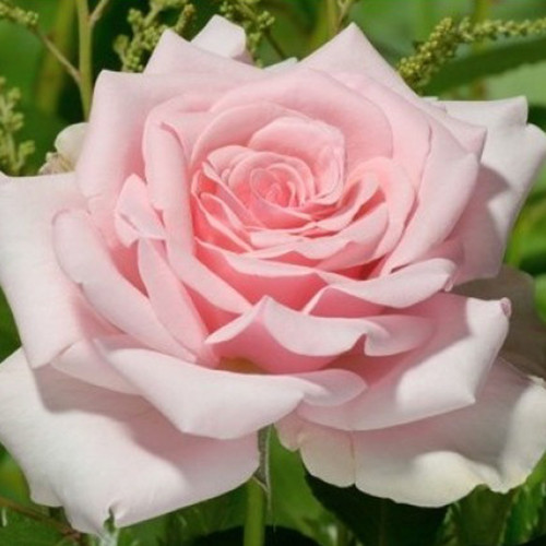 Саджанці троянд Йоганн Штраус (привитий) - 2-річний Чернівці - фото 1