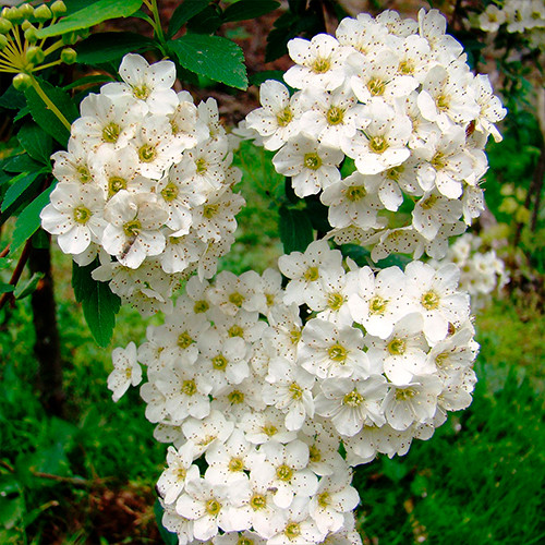 Саженцы спиреи Густоцветковая (черенкованный) - 2-летний Черновцы - изображение 1