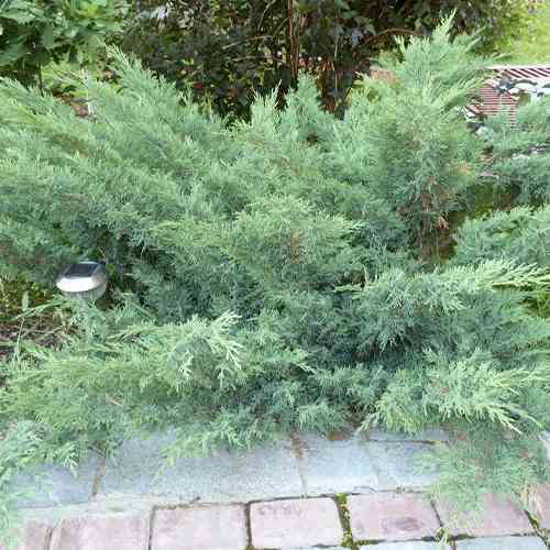 Саженцы можжевельника Глаука (черенкованный) - 3-летний Черновцы