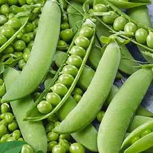 Семена Горох Преладо 1000 гр Syngenta Винница - изображение 1